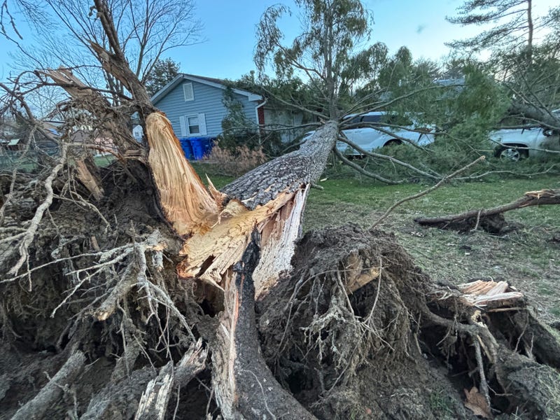 Overnight storms knock down trees 