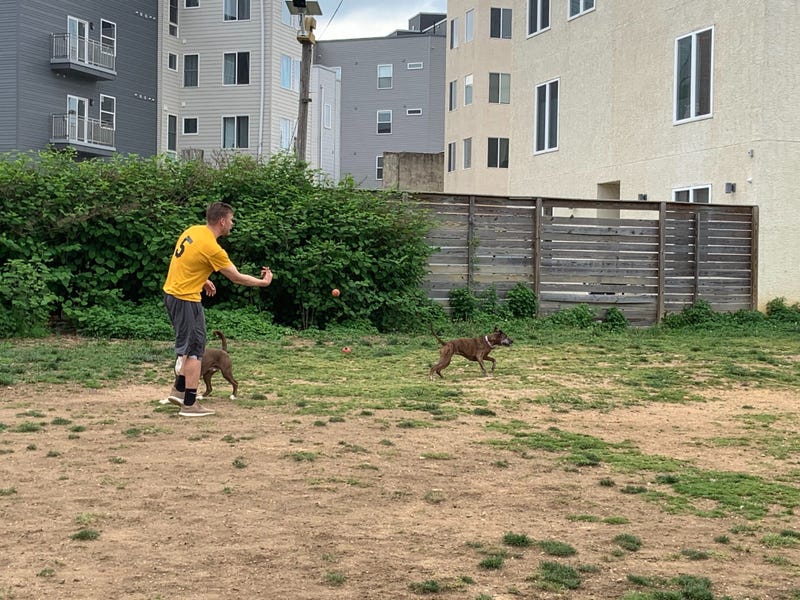 dog park