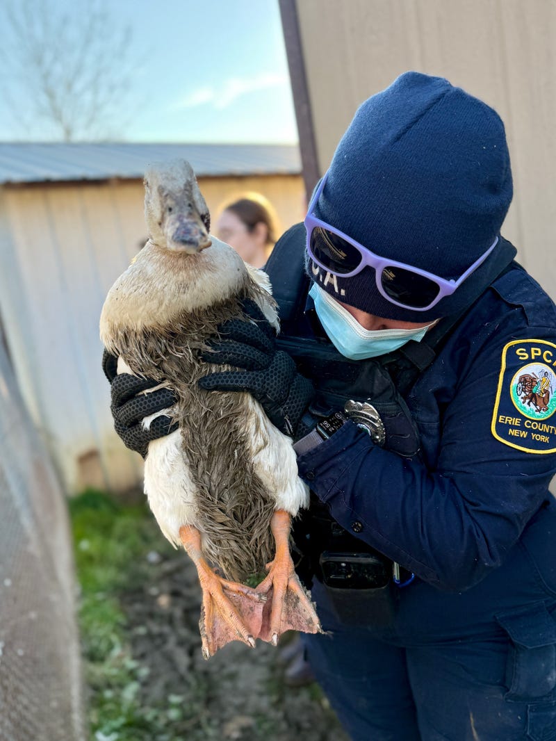 neglected duck found in filth