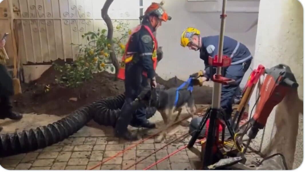 Dog rescued from 50-foot backyard sinkhole in Compton