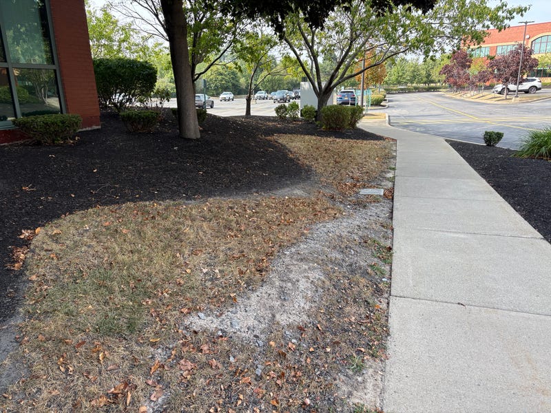 Dry grass from the drought in Western New York