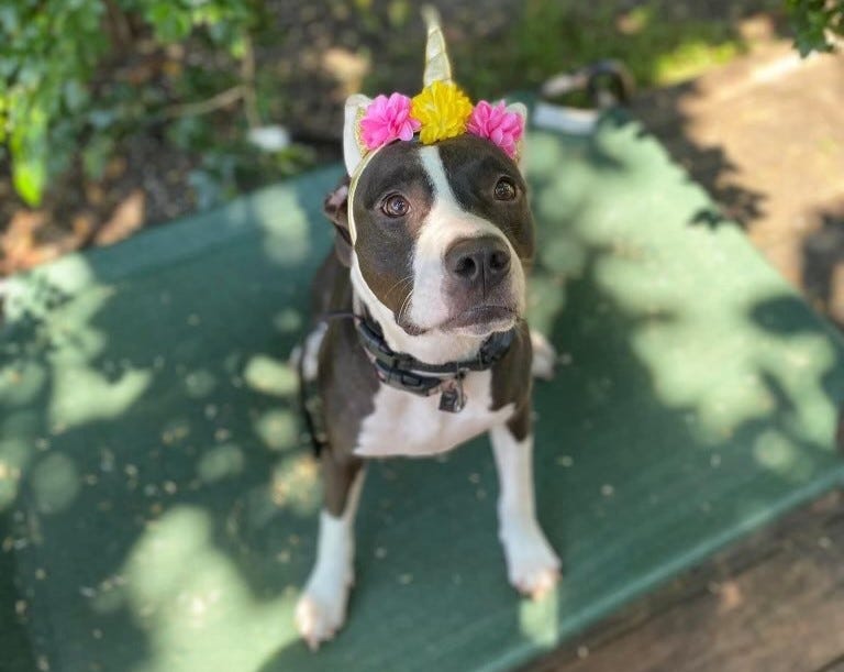 Noah’s Rescue Inc.  bella