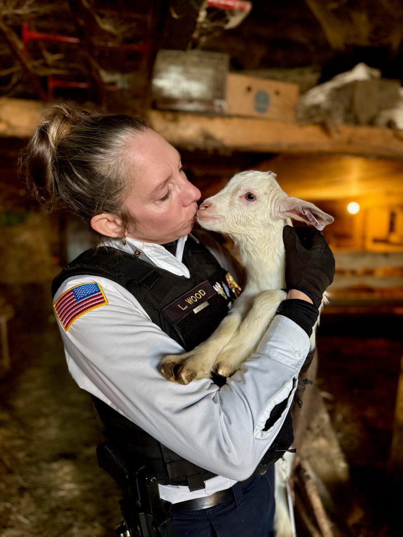 SPCA Chief Investigations Officer Lindsey Wood with a baby goat