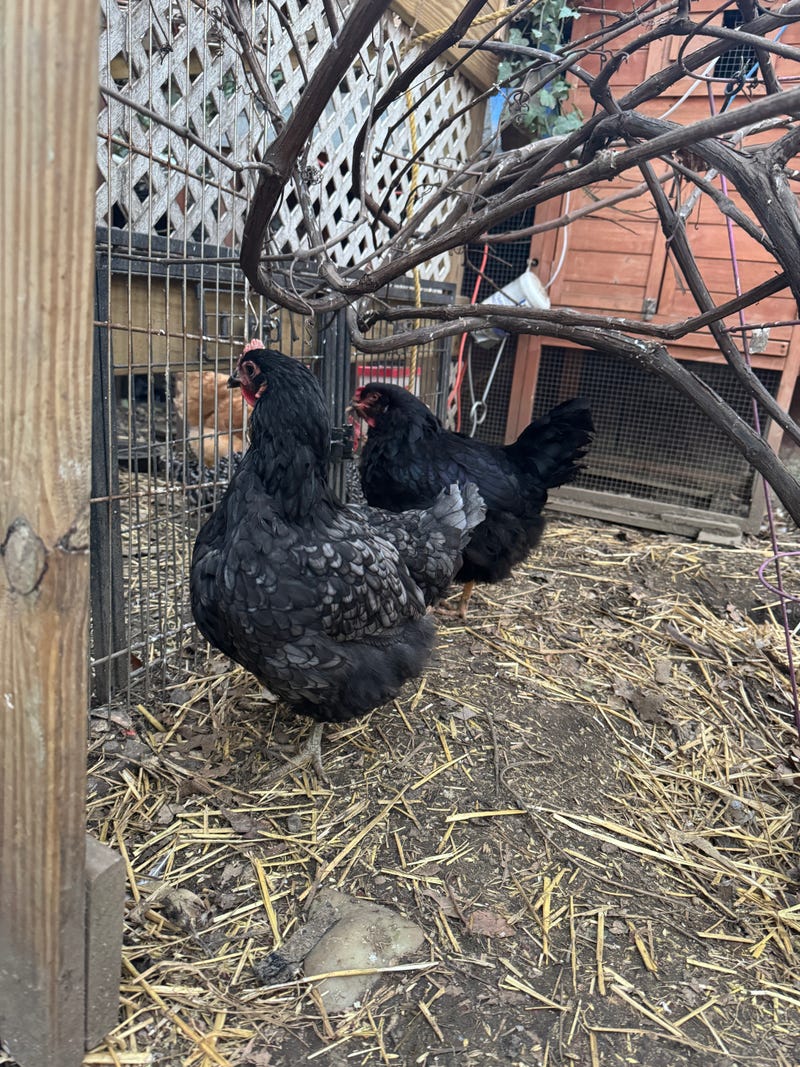 Egg prices have risen due to outbreaks of bird flu that have led to the killing of millions of chickens and inflation.