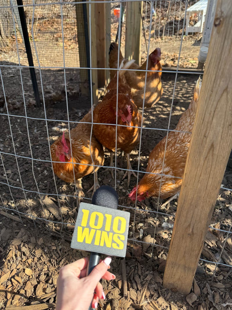 Firefighter Boris Jairala estimates he spent $900-$1,000 on his chicken coop and run.
