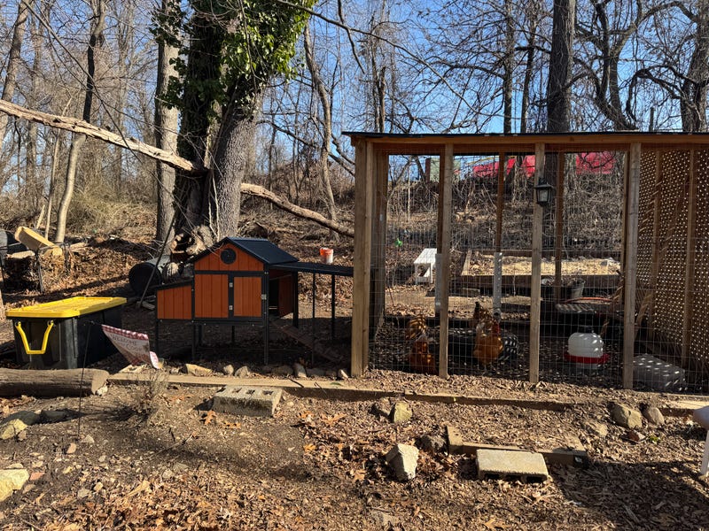 FDNY firefighters are combatting egg-flation with backyard chicken coops.