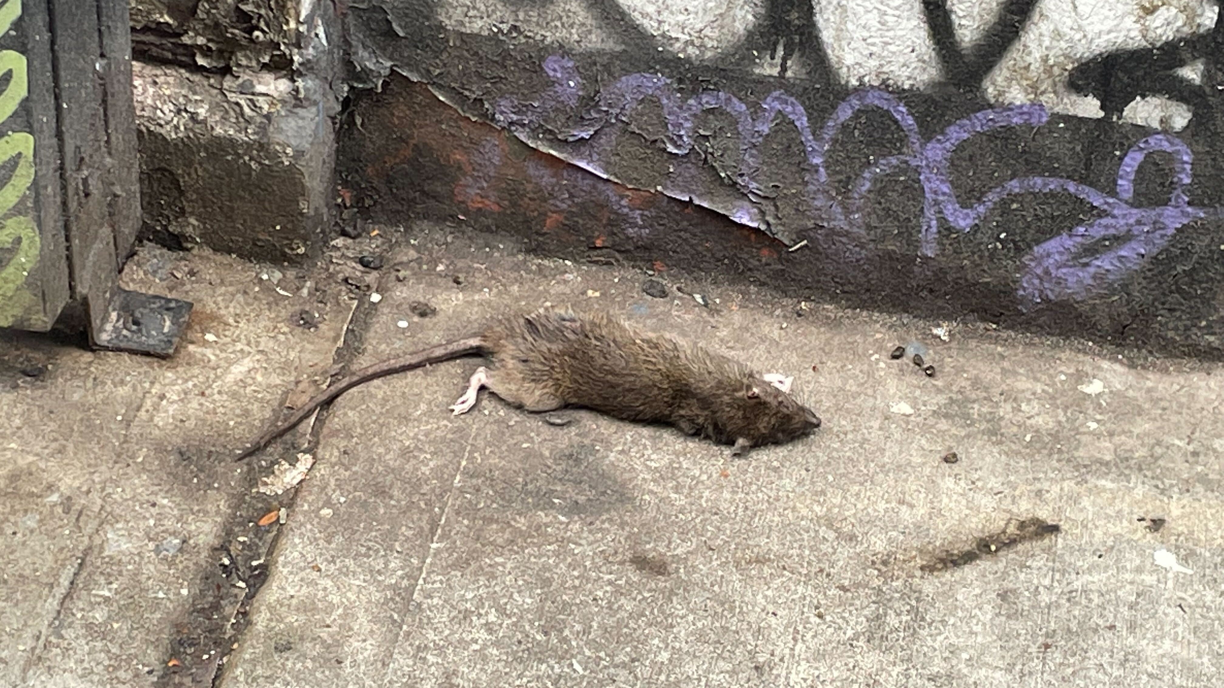OH RATS!: What is NYC doing to curb the rodent invasion?