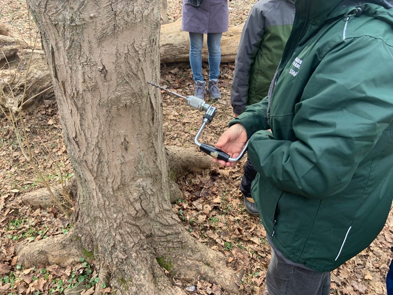 It's sugar maple-tapping season at Wissahickon Valley Park.