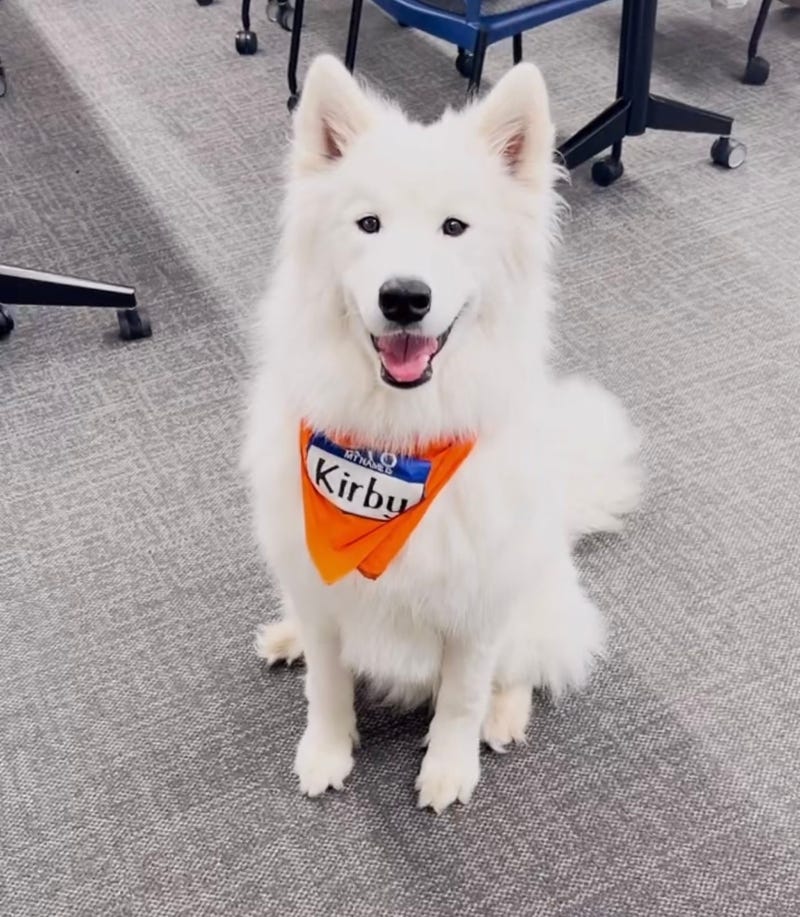 dog