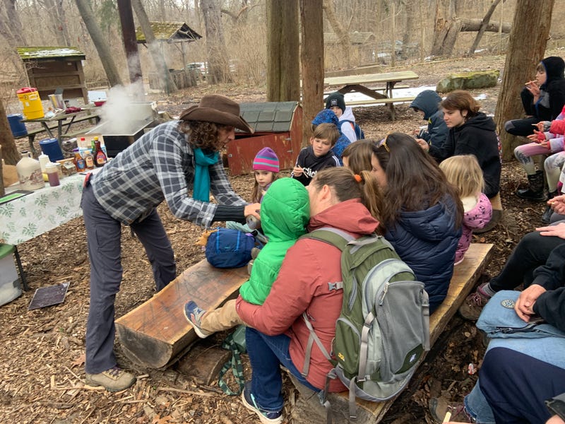Sugar maple tapping