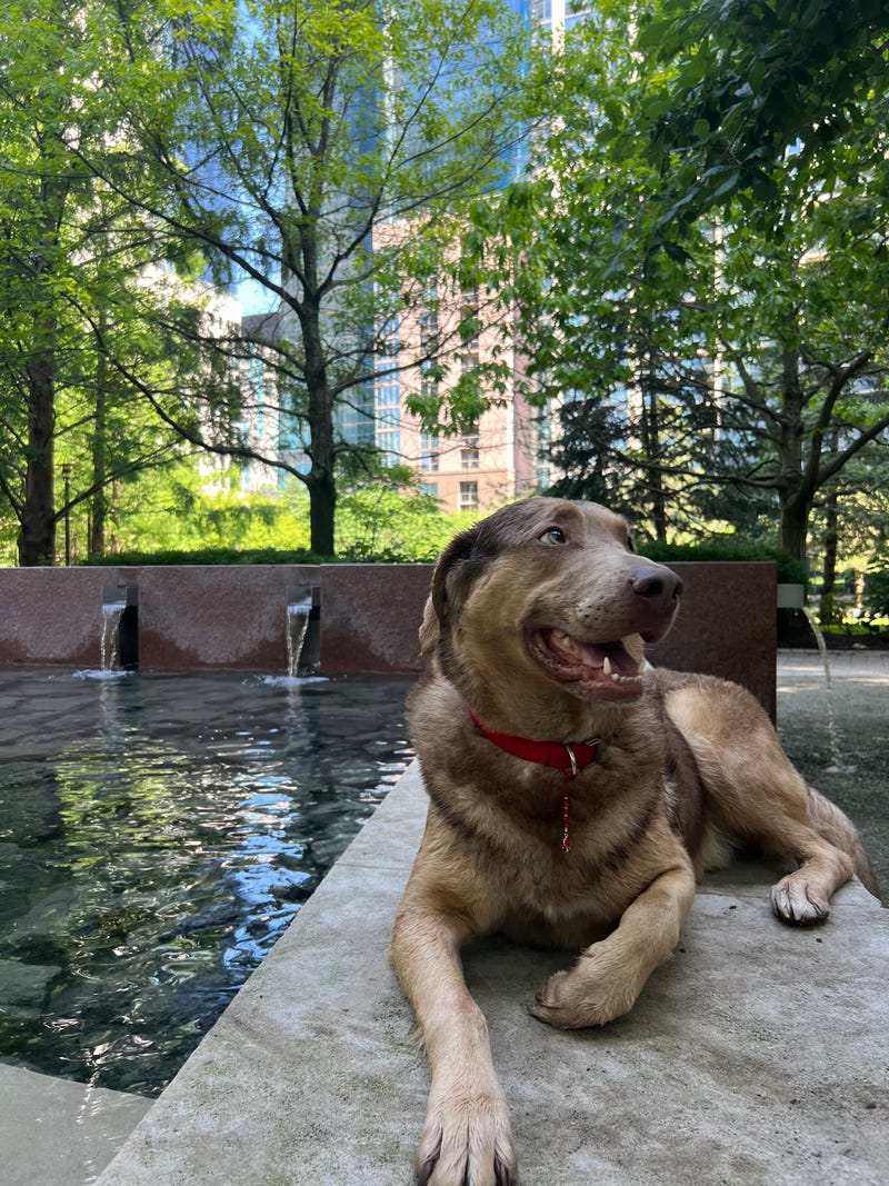 Chicago resident Estella's dog Teddy poses for a photo while cooling down at a doggie drinking fountain in Lakeshore East Monday morning. 