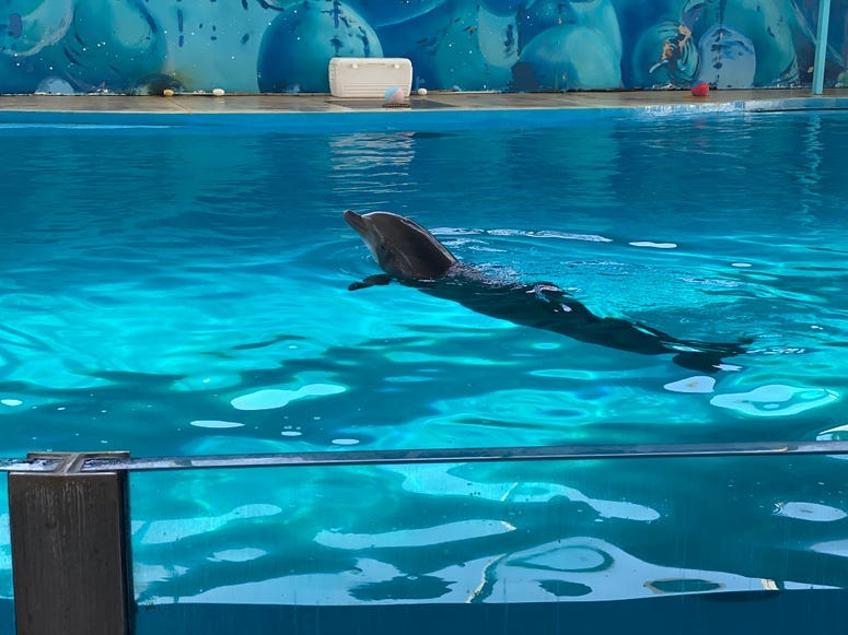 Discovery Kingdom