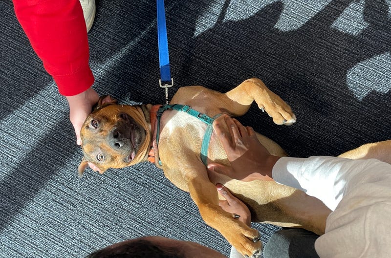 Puppy at the 76ers training facility on Thursday, Jan. 10, 2025. 