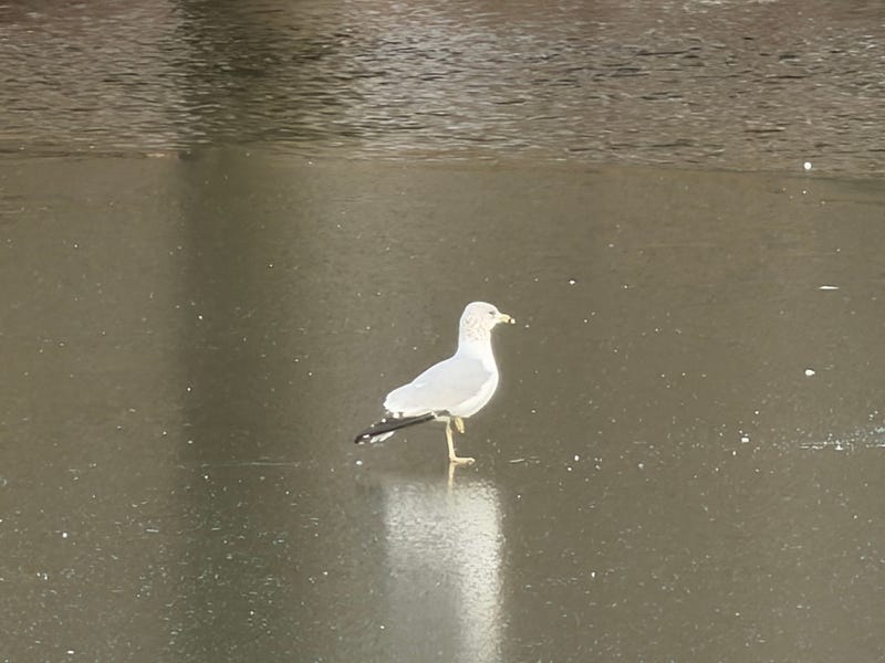 Dallas ISD is expected to reopen schools Wednesday following a two-day closure prompted by extreme cold and hazardous road conditions across North Texas.