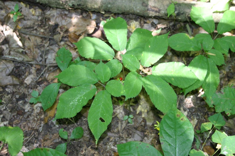 Ginseng plant