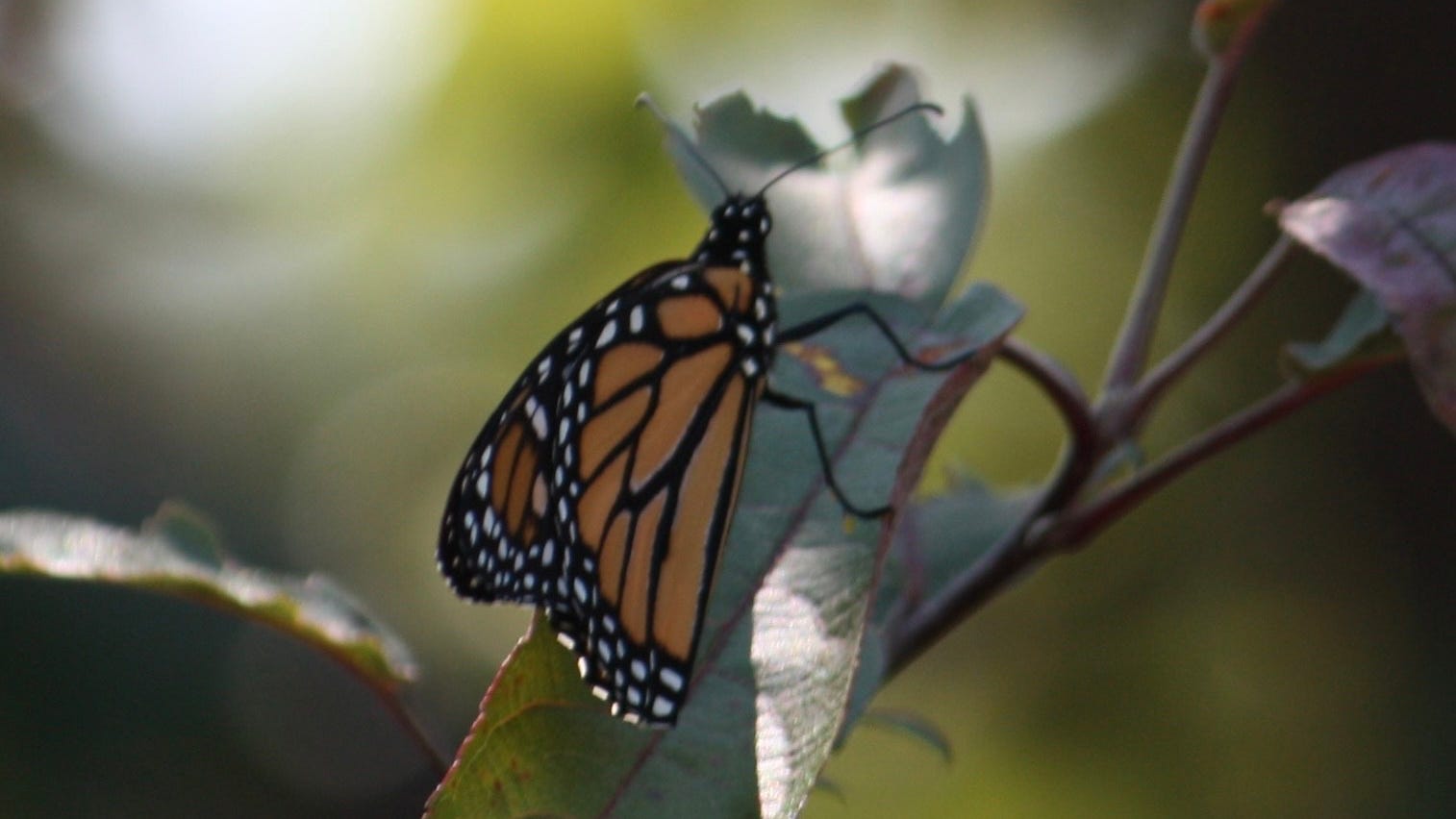 Monarch butterflies can still be seen around Chicago despite being declared endangered