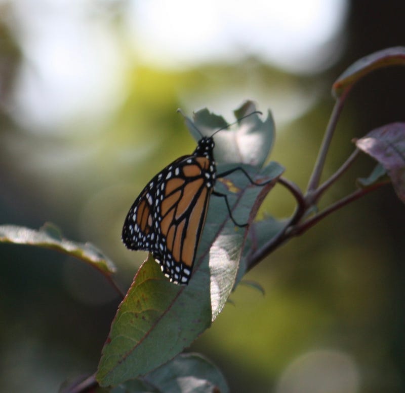 Butterflies