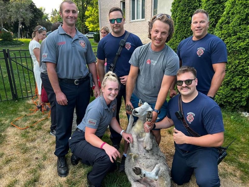 Group of people posing with sheep