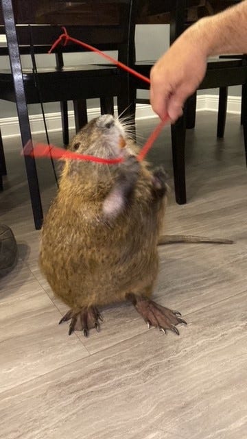 Neuty playing with an improvised toy.