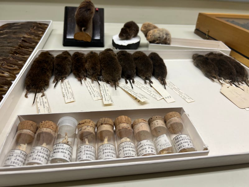 Eastern meadow vole specimens in the Field Museum's collection. Like eastern chipmunks, they are one of the rodents most commonly found in Chicago.