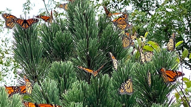 Monarch Butterflies Flock To Shedd Aquarium Ahead Of Migration