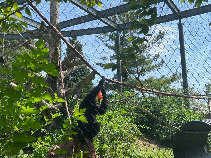 Animals at the Lincoln Park Zoo cooled off with frozen treats.