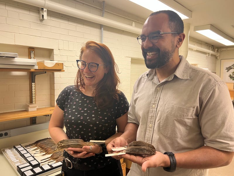 Field Museum researchers Stephanie Smith and Anderson Feijó hold chipmunk and vole specimens. The two co-authored a study that explored the influence of humans on rodents over time.