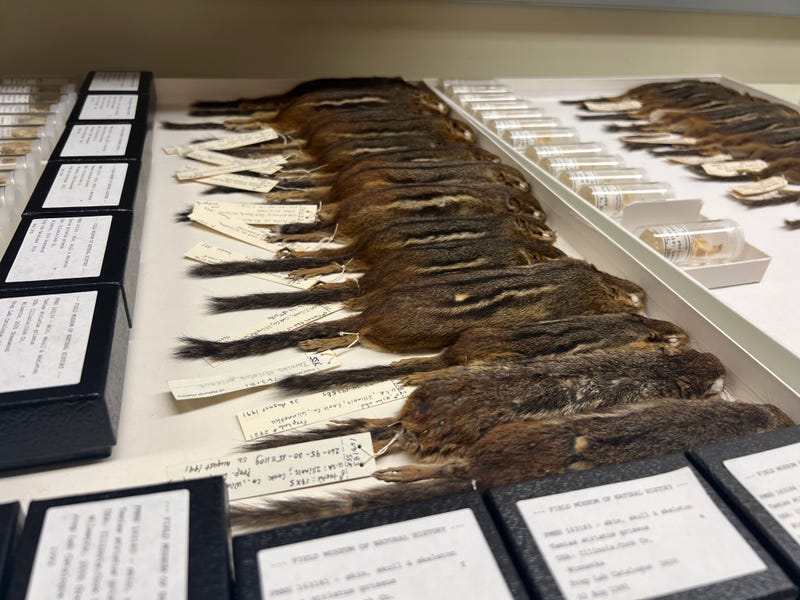 Specimens of eastern chipmunks in the Field Museum's collection. They are one of the most commonly found rodents in Chicago.