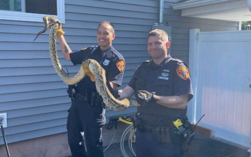 Burmese python 