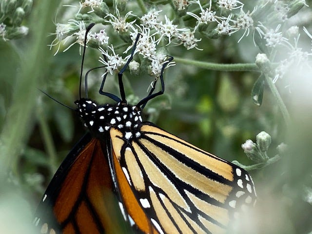 Monarch Butterflies at Shedd Aquarium