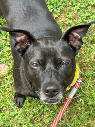 Richmond Animal League