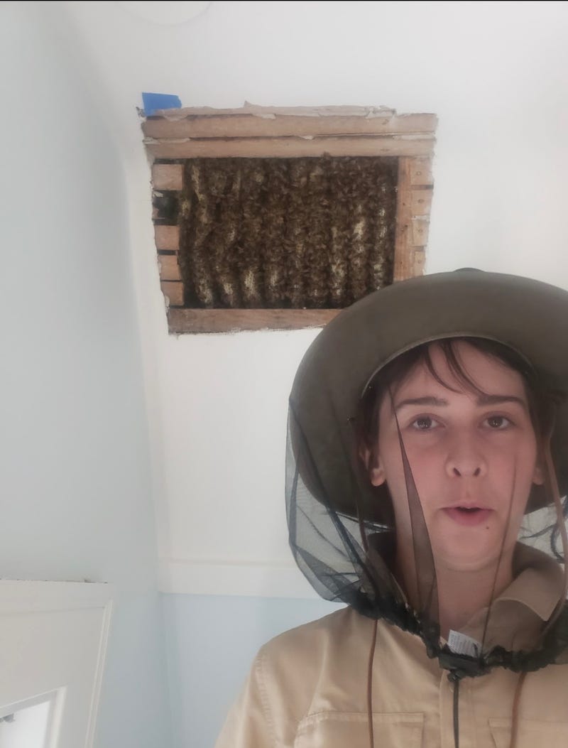 Bees in roof