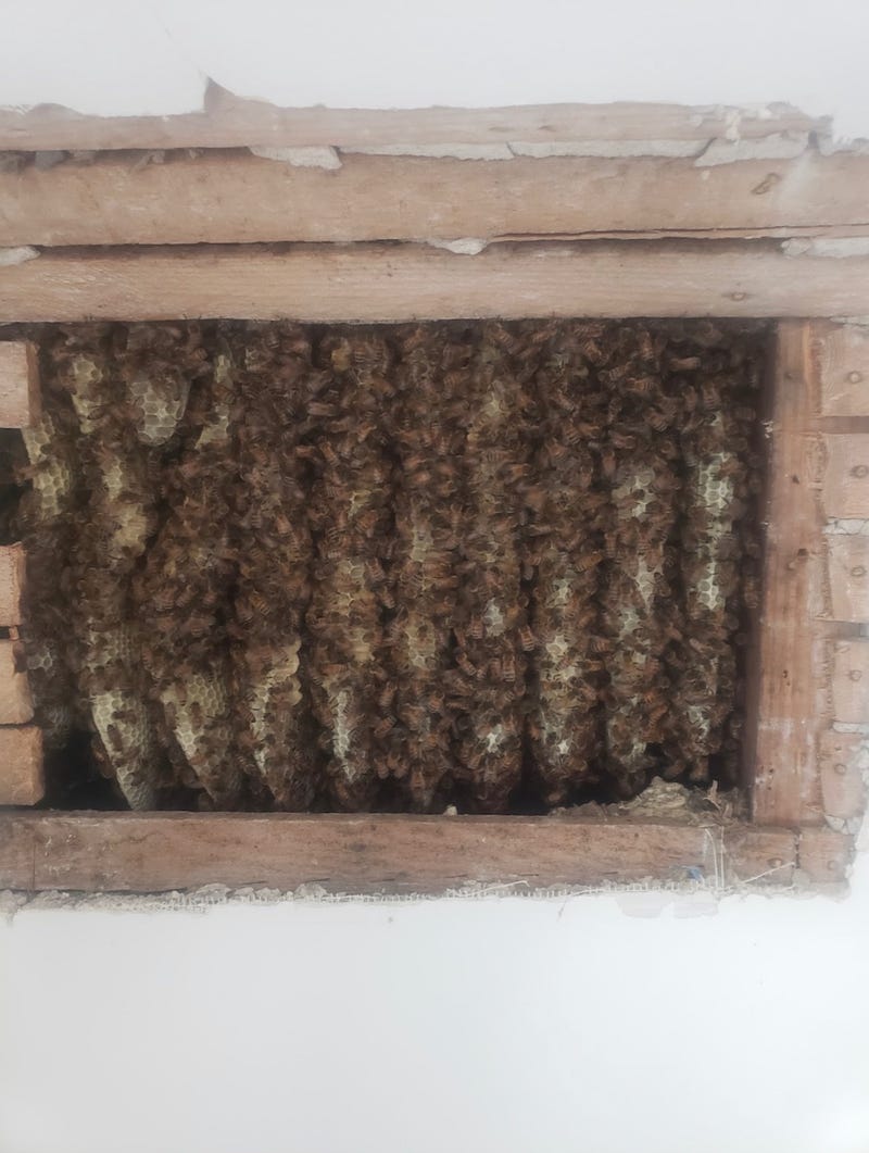 Bees in roof