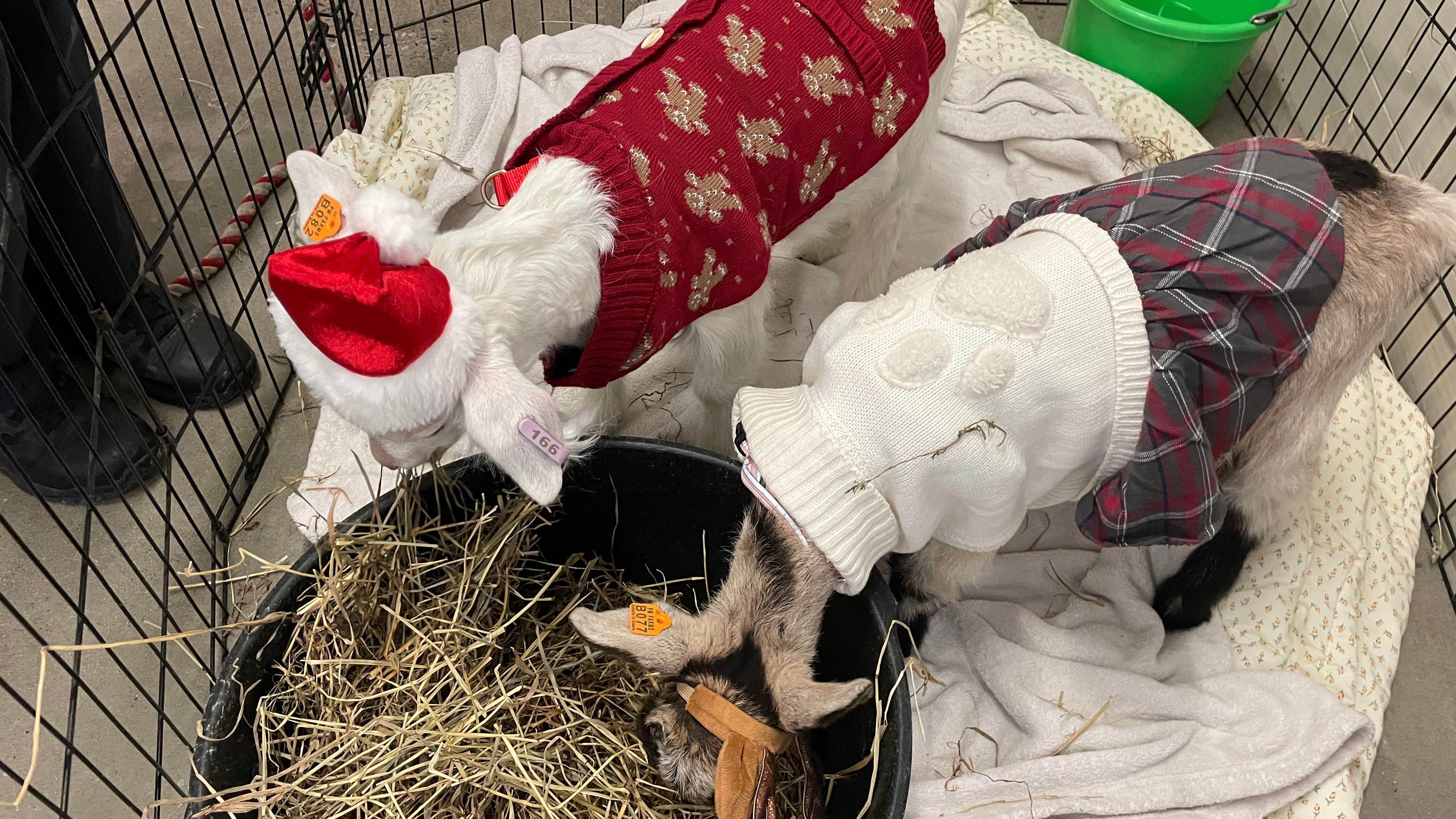 Impacts of local donations made to SPCA Radiothon