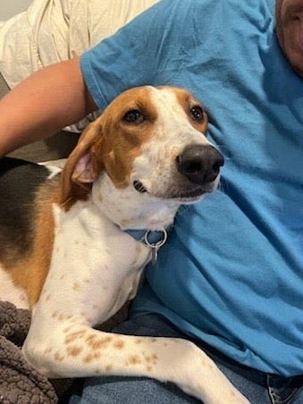 Adopt Don't Shop