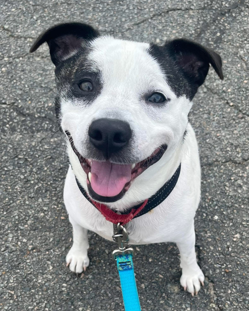 Richmond SPCA