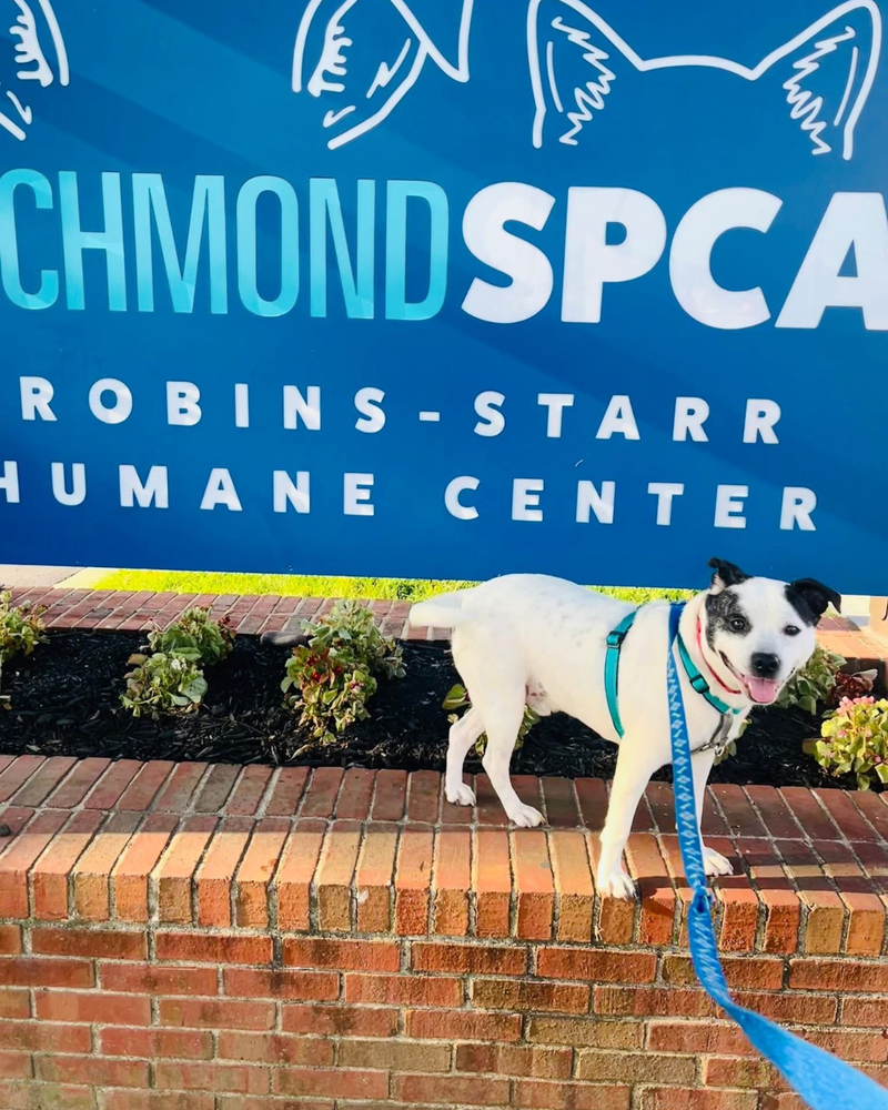 Richmond SPCA