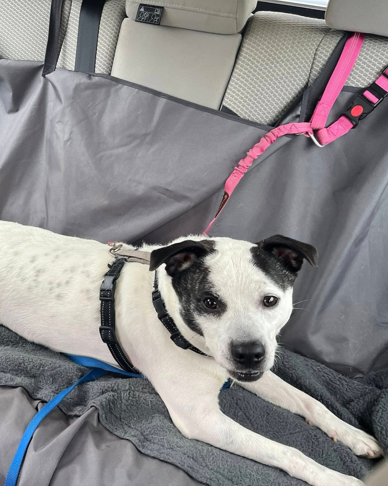 Richmond SPCA