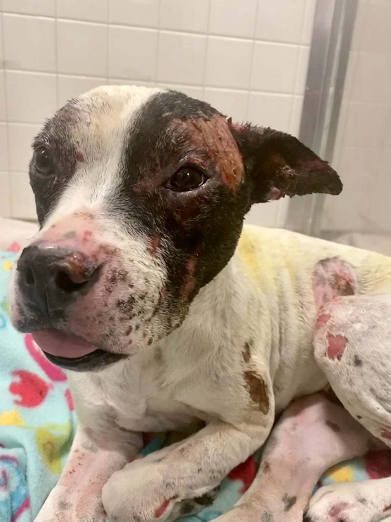 Suburban communities rally around family and dog after house fire