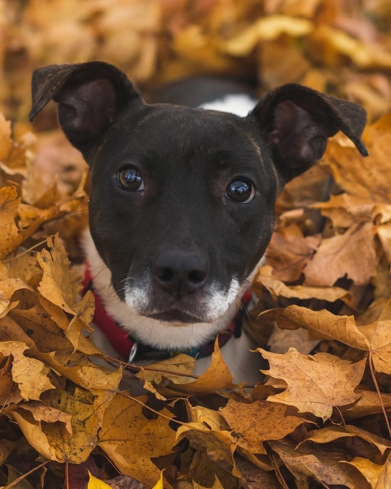 dog face in leaves