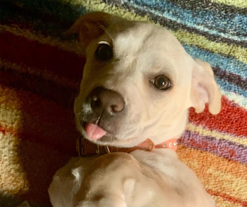 A new declaration from the governor is putting a spotlight on pet adoption in Minnesota. Gov. Tim Walz is officially designating October as Shelter Animals Month - just like our own Laura Oakes' new puppy, Shirley Ann.