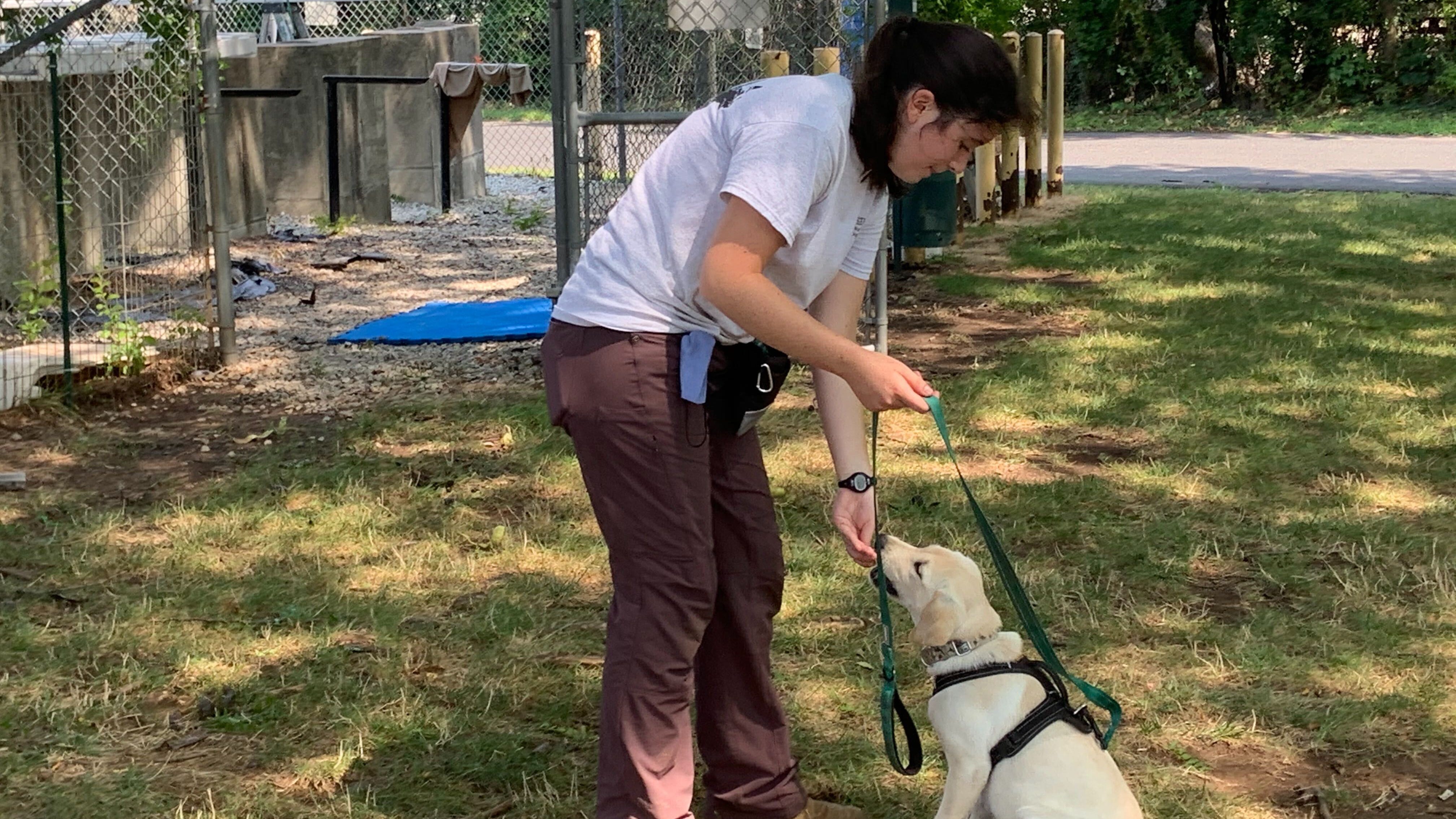 Inspired by 9/11 rescue K-9s, Penn Vet program paving the way for scent detection dogs
