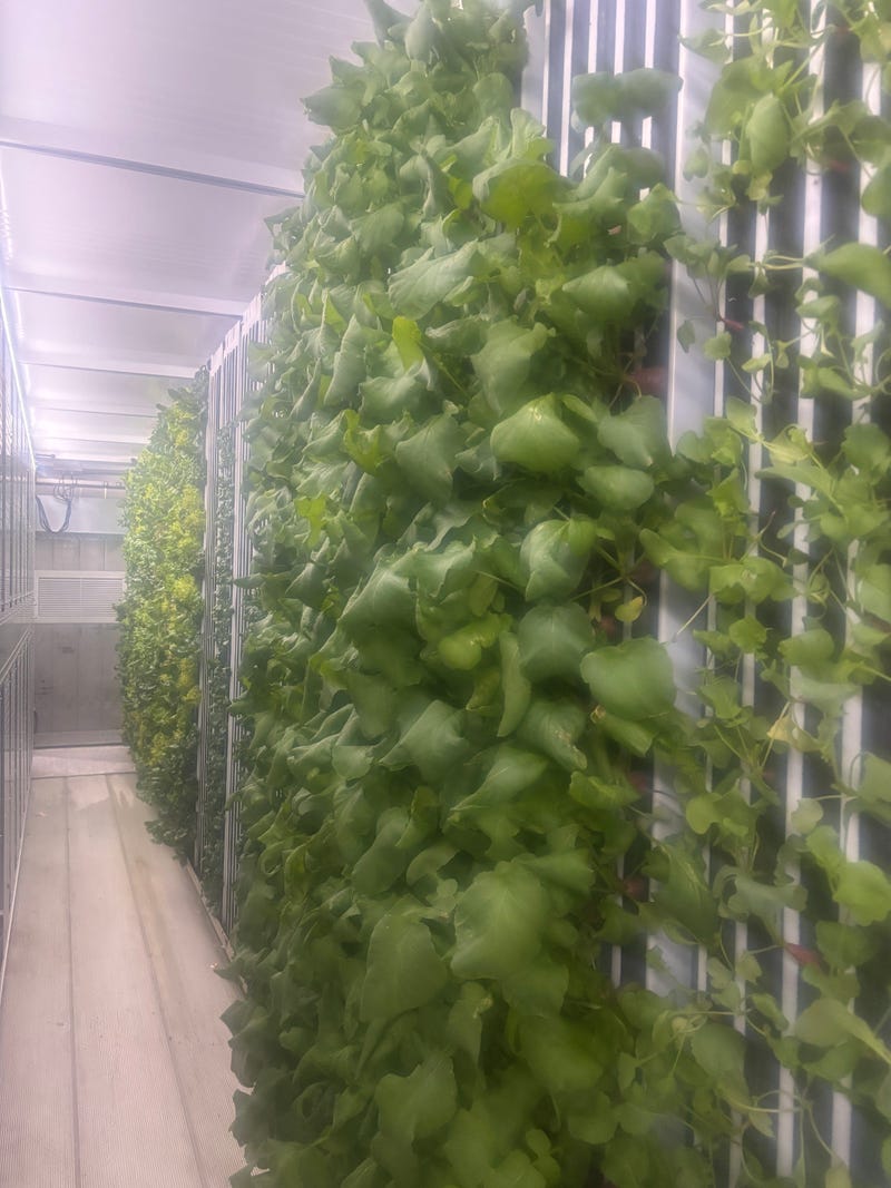 Hydroponically grown lettuces that Jesse Grothe of Frisk Fra Boksen in Shoreview sells to nearby, high end restaurants that pride themselves on fresh, local ingredients.
