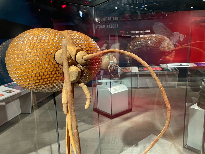 Part of "Bloodsuckers: Legends to Leeches," a new exhibit coming to the Field Museum.
