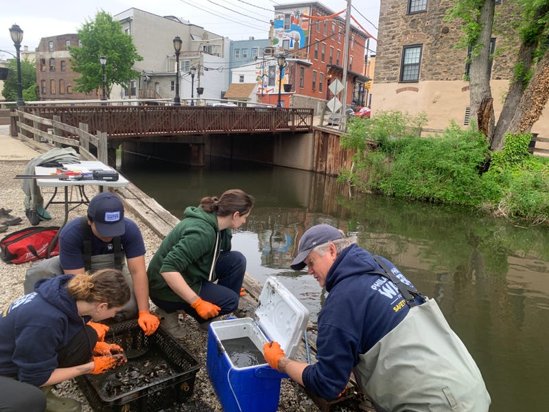 Manayunk Canal Mussel Project