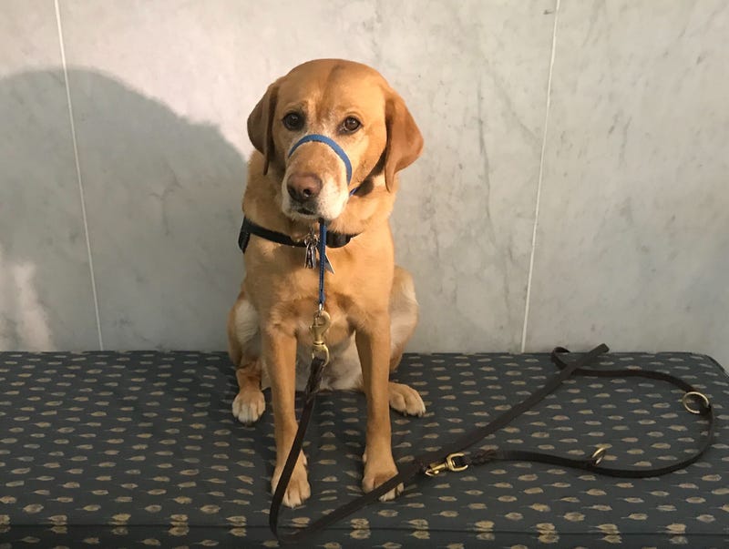 Montgomery County Courthouse service dog Turks