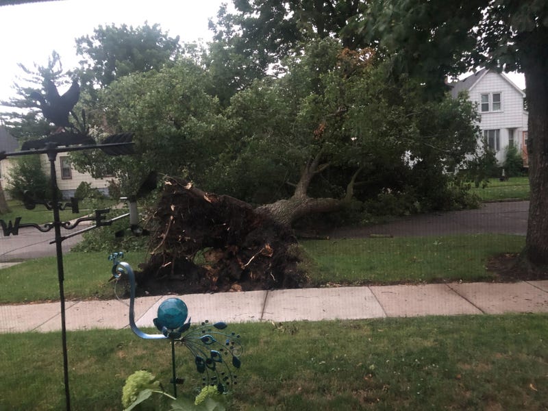 Overturned tree in Royal Oak neighborhood