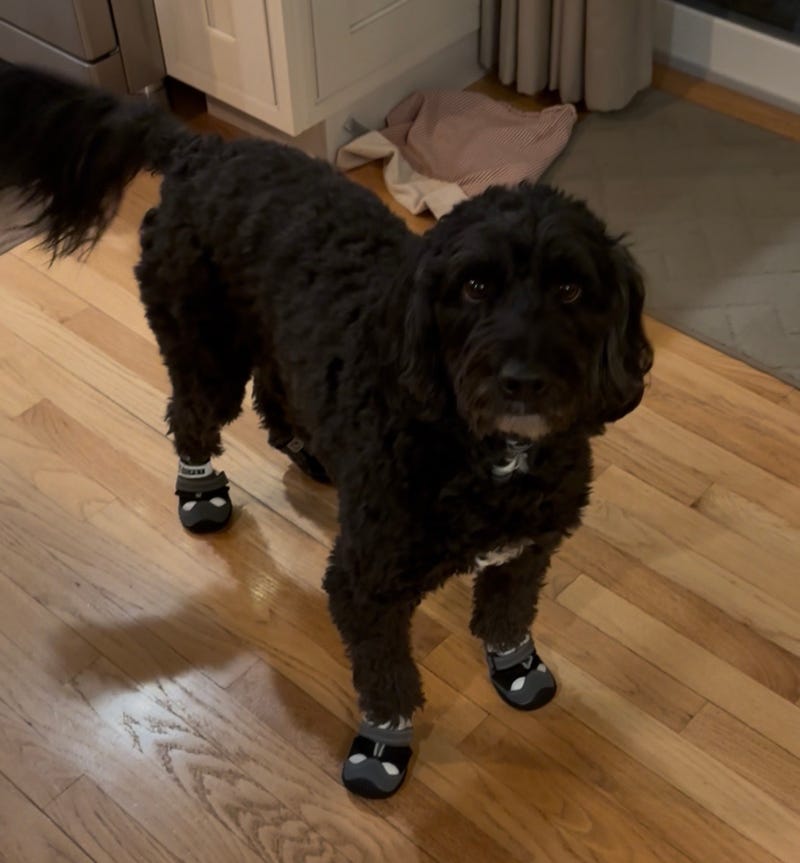 Gracie in her snow booties