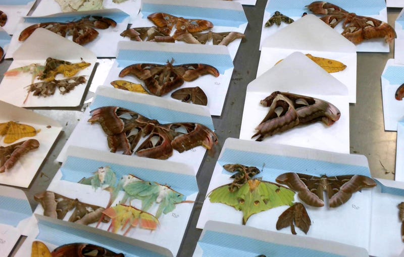 Customs and Border Protection agriculture specialists intercepted a collection of 60 dead adult moth and butterfly specimens of the order Lepidoptera on May 3.