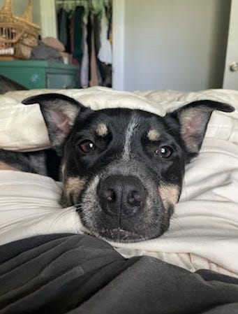 Adopt Don’t Shop